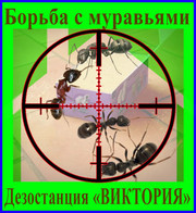 Борьба с домовыми муравьями