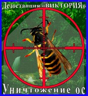 Борьба с осами (дезинсекция)