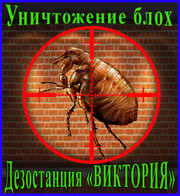 Уничтожение блох